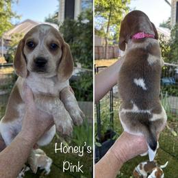 Honeys Pink - Black tan and redtick female Beagle puppy in Brownsville, Oregon from Beagles on the Run