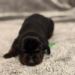 Boy 4 - Black and rust male Doberman Pinscher puppy in Lake City, Florida from Paintedcrazy Doberman Pinchers