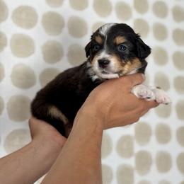 Tulip - Black tri-color female Australian Shepherd puppy in Salinas, California from AA Aussies