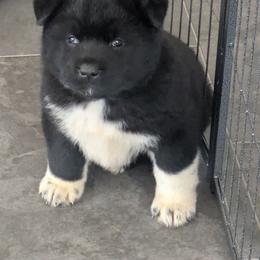 Akita Puppies from Akita Kai Magic