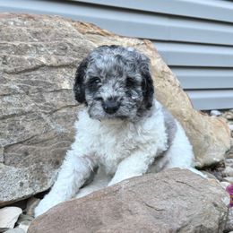Bo - Tri-color male Labradoodle puppy in Bruceton Mills, West Virginia from Adonai Ra'ah Farms