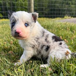 Leanna - Blue merle female Border Collie puppy in Chattanooga, Tennessee from Ross Vegas Kennels