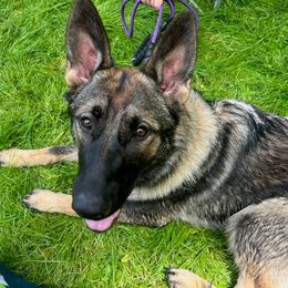 German Shepherd All Grown Up from Legacy Shepherd Kennels LLC