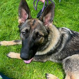 German Shepherd All Grown Up from Legacy Shepherd Kennels LLC