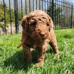 Lewis - Caramel male Labradoodle puppy in Fostoria, Michigan from North Country Kennel Club