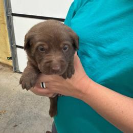 Pink- Girl - Chocolate female Labrador Retriever puppy in Monticello, Kentucky from Cody Sullivan