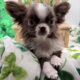 Boy 1 - Chocolate and white male Chihuahua puppy in Williamsburg, Virginia from PAWSitive Cheeky Chihuahuas