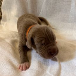 Orange Male - Silver male Great Dane puppy in Albertville, Alabama from Wild Willow Danes