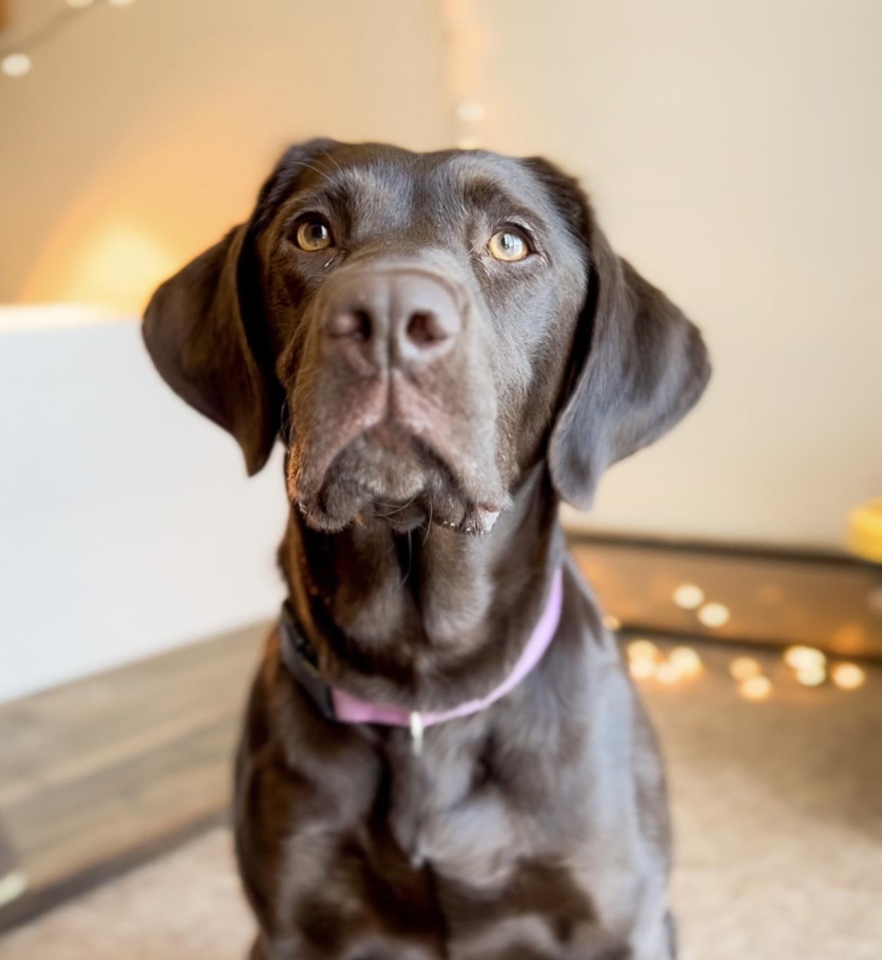 Rosie