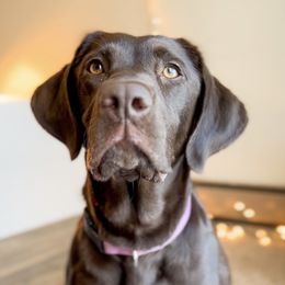 Rosie - Labrador Retriever
