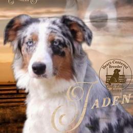 Jaden - Australian Shepherd
