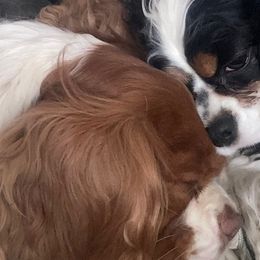 Cavalier King Charles Spaniels from Cavaliers of New Castle