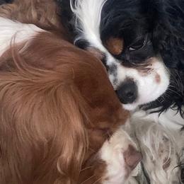 Cavalier King Charles Spaniels from Cavaliers of New Castle