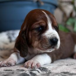 Basset Hound and Bloodhound Puppies from Sandhill Hounds of Nebraska