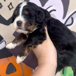 Jack - Tri-color male Bernedoodle puppy in Bountiful, Utah from EasyBreezyDoodles