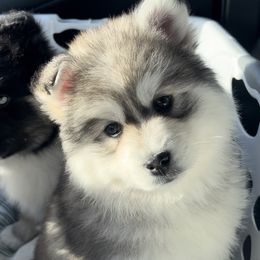 Pomsky Puppies from PomskyParadise