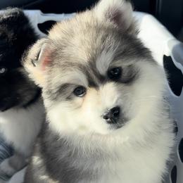 Pomsky Puppies from PomskyParadise