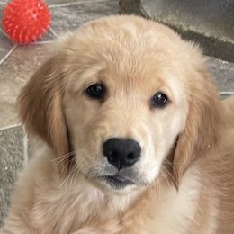 Golden Retriever Puppies from Retrieving Goldens