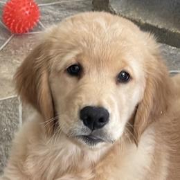 Golden Retriever Puppies from Retrieving Goldens