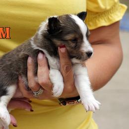 Salem - RESERVED - Sable and white male Shetland Sheepdog puppy in Frazeysburg, Ohio from Mountain High Kennels