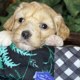 Ava - female Cavapoochon puppy in Waldron, Arkansas from Kay’s Cutie Poos