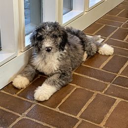 Bernedoodle and Sheepadoodle Puppies from Luv My Doodle