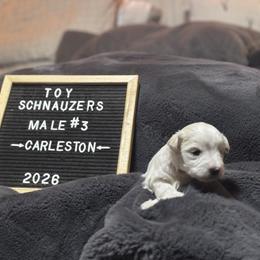Carleston - White male Miniature Schnauzer puppy in Littleton, Colorado from Wahl 2 Wahl Schnauzers