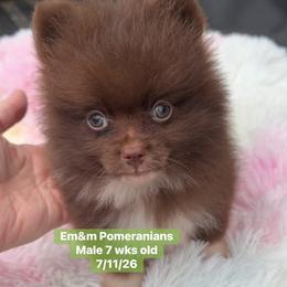 Choc boy 3200 no breeding rights - Chocolate male Pomeranian puppy in Kentucky from Em&M Pomeranians