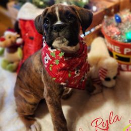 Boxer Puppies from Lone Pine Boxers