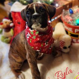 Boxer Puppies from Lone Pine Boxers