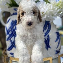 Aussiedoodle and Goldendoodle Puppies from Cuddly Doodles