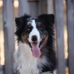Murphy - Australian Shepherd