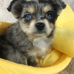 Chihuahua Puppies from Kim's Chi babies from Place of Grace