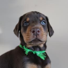Light Green Boy - Doberman Pinscher puppy from GFDutton Retrievers & Dalla Grazia Dobermans