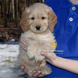 Cockapoo Puppies from Chesley Hill Cockapoos