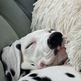 Dalmatian Puppies from Sublime Dalmatians