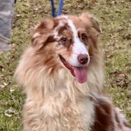 Merit - Australian Shepherd