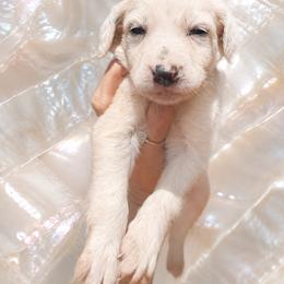 Pearl - White and black male Dalmatian puppy in Bremen, Georgia from Clark’s Dalmatians