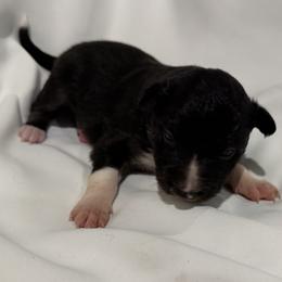 Tegan - Tri-color female Border Collie puppy in Paris, Texas from Broadmoor Farm