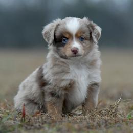Benjamin - Red merle male Miniature Australian Shepherd puppy in Hartman, Arkansas from Southern Edition Aussies