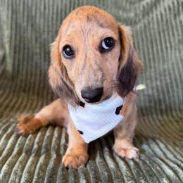 Light brindle cream girl - Brindle female Dachshund puppy in Wichita, Kansas from Rustic Dachshunds