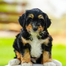 Inky - Tri-color male Bernedoodle puppy in Dundee, Ohio from Down Home Doodle