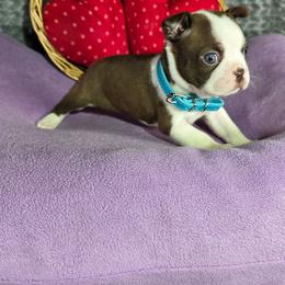 Chloe - Red female Boston Terrier puppy in Millers Creek, North Carolina from Tumbling Shoals Hilltop Bostons
