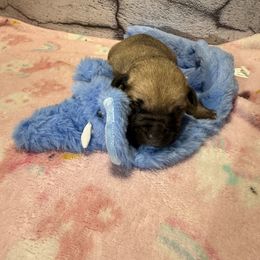 Elephant - Yellow female Black Mouth Cur puppy in Warsaw, Missouri from Heritage Cow Dogs