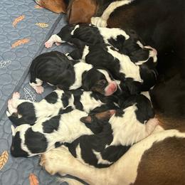 Spoken for - Black white and brown female Basset Hound puppy in Logan, Utah from Cache Valley Bassets