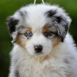 Australian Shepherd and Miniature American Shepherd Puppies from Bright Heart Aussies & Miniature American Shepherds