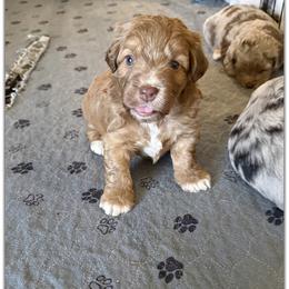 Boy 2 Aussie Doodle - Red tri male Miniature Australian Shepherd puppy in Pensacola, Florida from TNT MINI AUSSIES