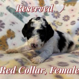Red Collar - Parti female Goldendoodle puppy in Valley Center, Kansas from The Goldendoodle Gal
