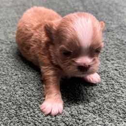 Girl 2 - Gold and white female Shih Tzu puppy in Mobile, Alabama from FluffyTail Shih Tzu