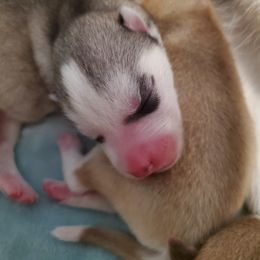 Siberian Husky Puppies from Naturez Siberians